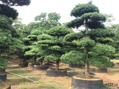 羅漢松