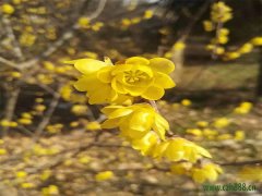 臘梅花