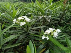 夾竹桃花