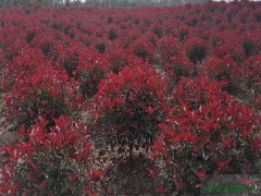 紅葉石楠