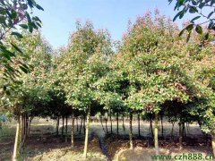 高桿紅葉石楠
