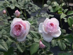 薔薇