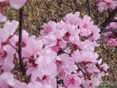 青葉碧桃