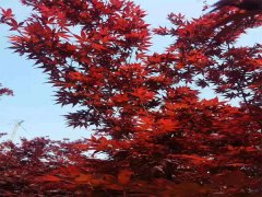 日本紅楓