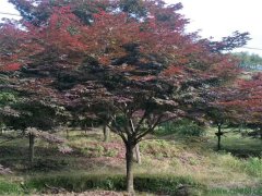 中國紅楓