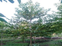 喜樹(shù)