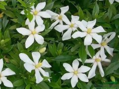 梔子花
