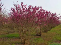 叢生紫荊
