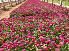 雛菊