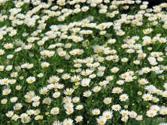 大濱菊