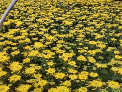 國慶菊