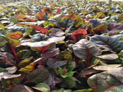 紅葉甜菜