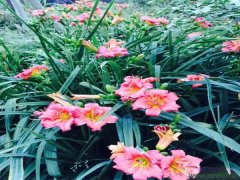 紅運萱草