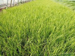 畫眉草