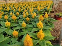 雞冠花