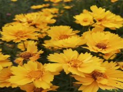 金雞菊