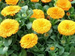 金盞菊