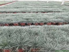 藍羊茅