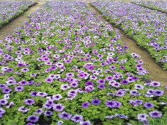 牽牛花