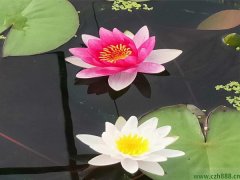 睡蓮