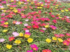太陽花