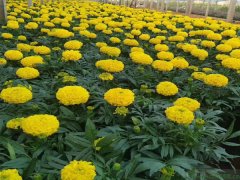 萬壽菊