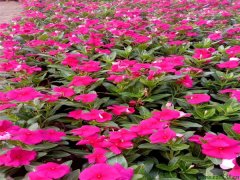長春花