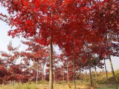 紅櫟