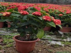 龍船花