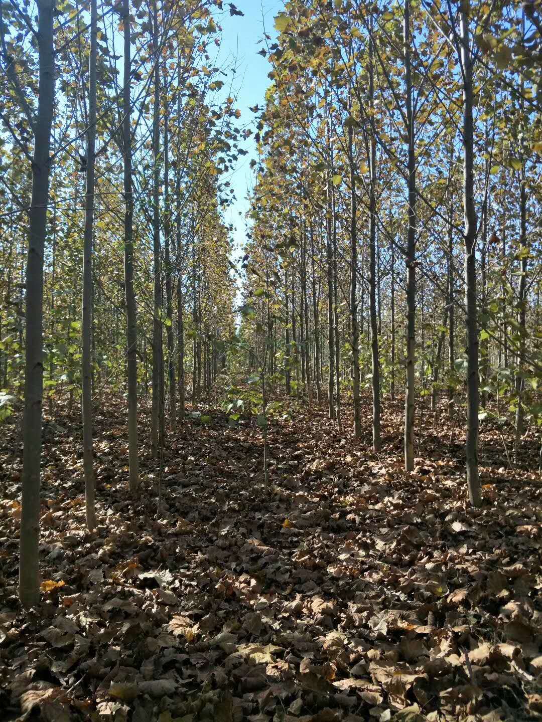 法桐的培養方法 法桐的栽種時間