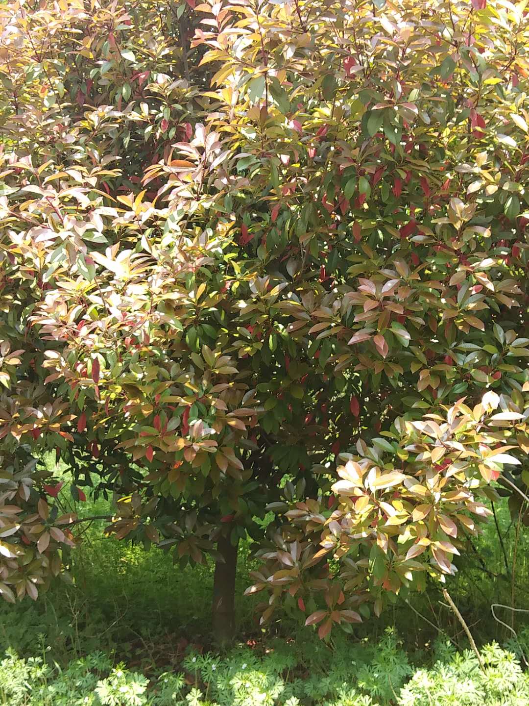 歐石楠好不好養(yǎng)?歐石楠的種植有哪些要求
