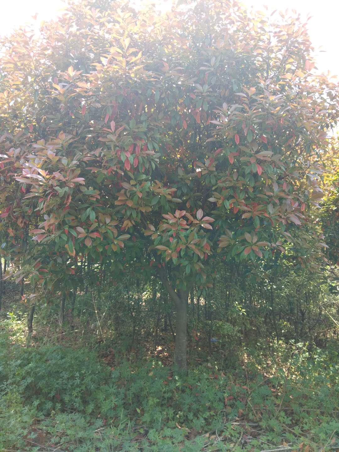 歐石楠好不好養(yǎng)?歐石楠的種植有哪些要求
