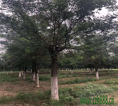 國(guó)槐什么時(shí)候種植比較好？