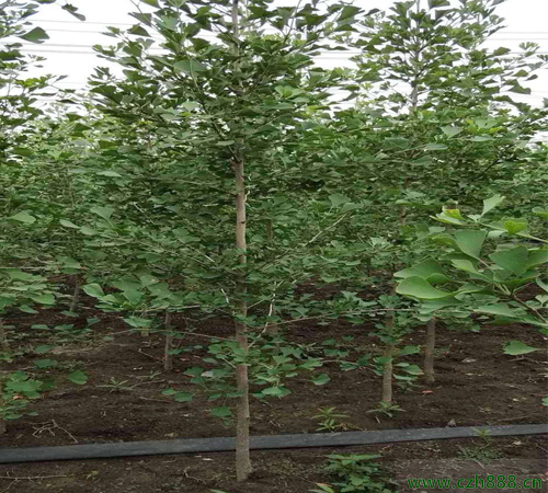 銀杏樹種子如何發芽?