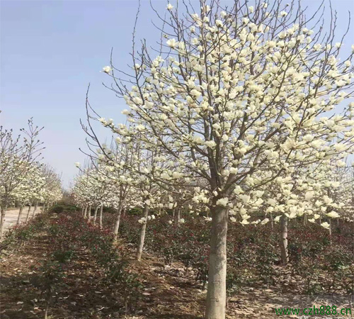 白玉蘭什么時候移栽最好 白玉蘭移栽保護要點