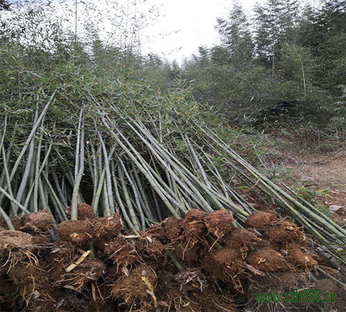 毛竹種植時間 毛竹培育技巧