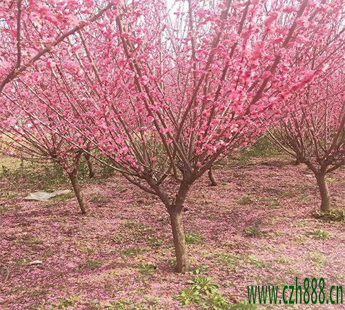 紅梅的花期和四季如何養護