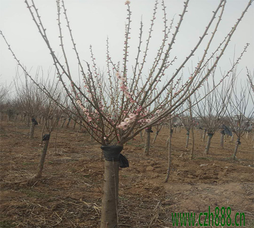 紅梅的花期和四季如何養護