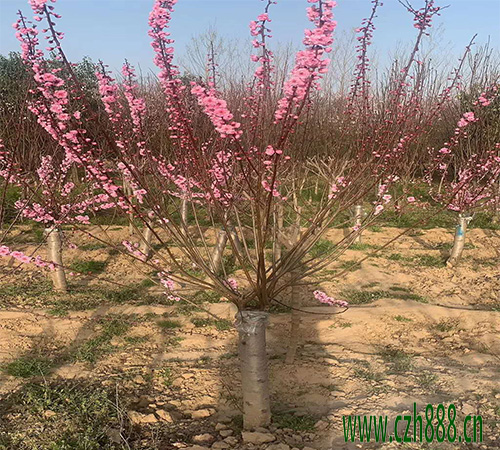 紅梅的花期和四季如何養護