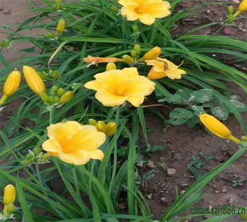 金娃娃萱草屬于什么科？ 金娃娃萱草花期多長(zhǎng)