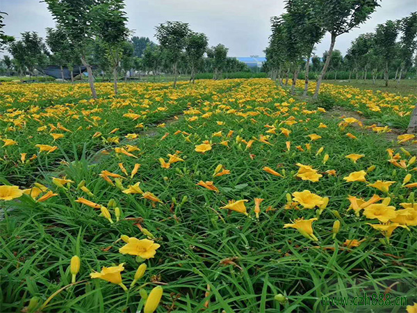 金娃娃萱草屬于什么科？ 金娃娃萱草花期多長(zhǎng)