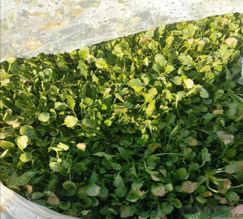 白晶菊的養(yǎng)殖價值 白晶菊的功效與作用有哪些