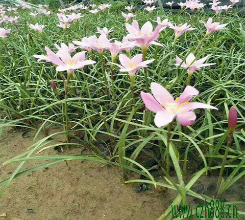 蔥蘭花期是幾月? 蔥蘭花期注意事項