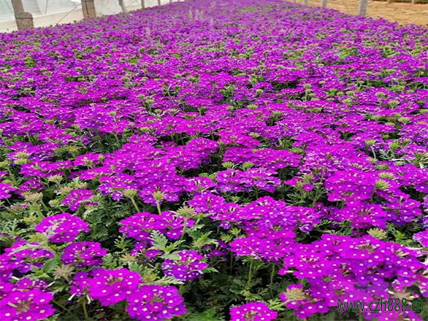 荷蘭菊的花期時間介紹，一起來看看荷蘭菊什么時候開花