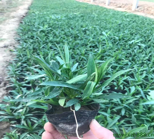 荷蘭菊的種植方法和技術分享