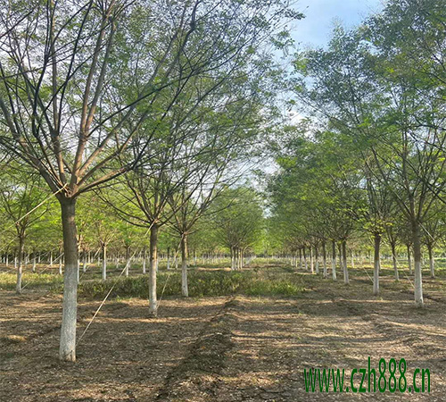 國槐種子什么時候種最好?國槐栽培技術(shù)介紹