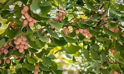銀杏樹盆栽種植方法有哪些？