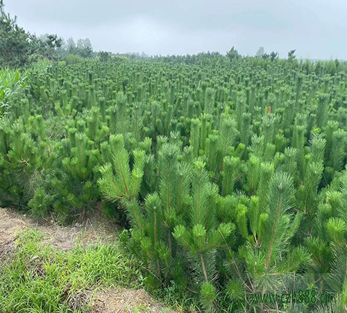 黑松大樹怎么移植? 黑松的移植方法
