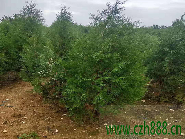 側柏的栽培技術 側柏的栽培注意事項