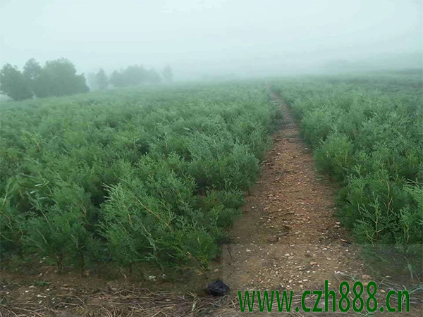 側柏的栽培技術 側柏的栽培注意事項